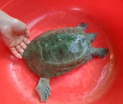 Baba giống ( baba trơn, baba gai) giá rẻ, nhanh lớn, ship tận nhà