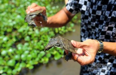 Lục Ngạn: Mô hình nuôi ba ba hiệu quả kinh tế cao
