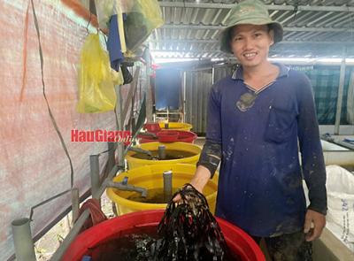 Nuôi ba ba mang lại hiệu quả kinh tế cao