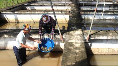 Ở trang trại nuôi ba ba lớn nhất miền Bắc